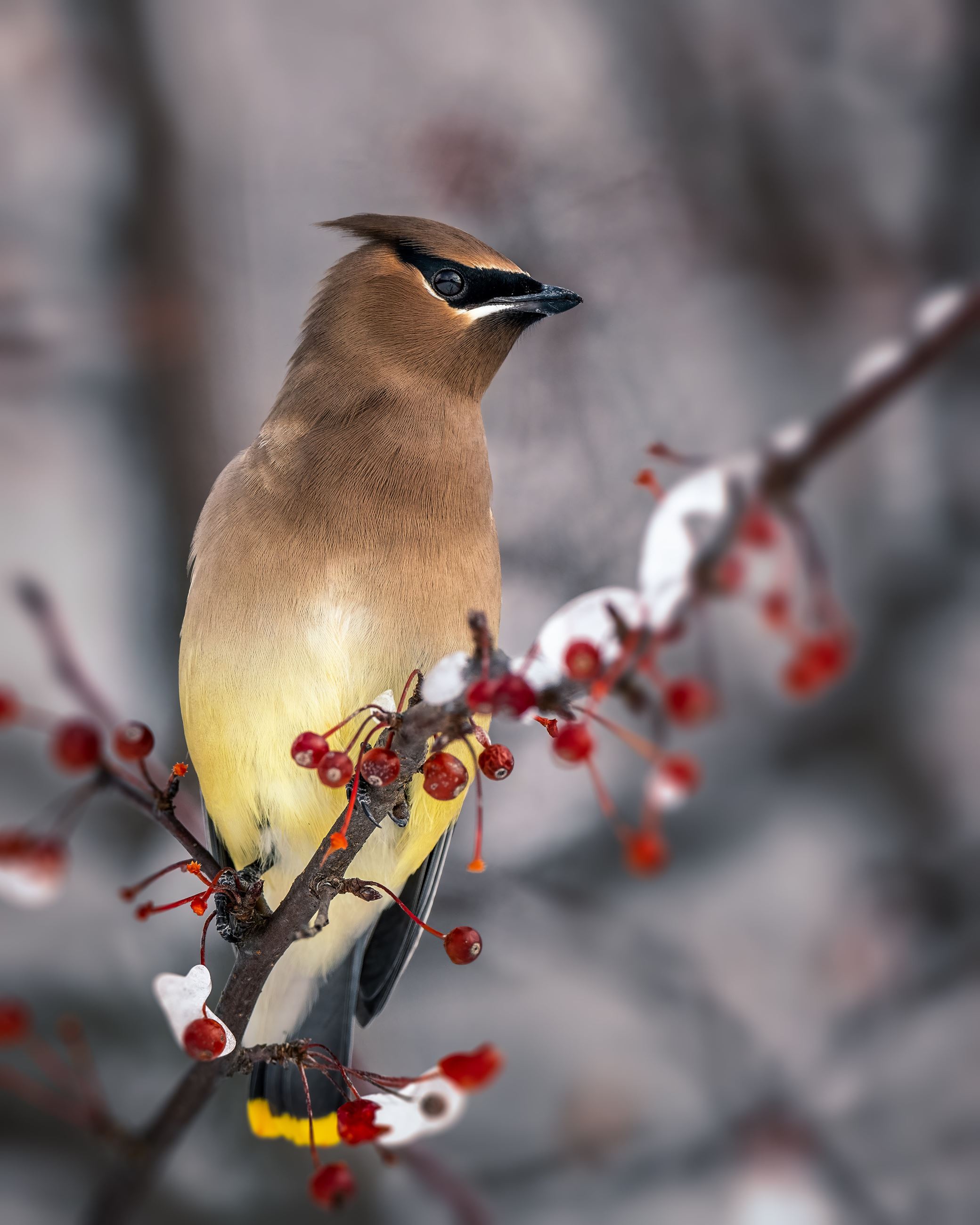 CedarWaxwingBird