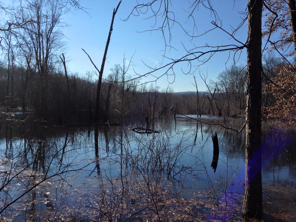 Bachelor Brook Near North Trailhead
