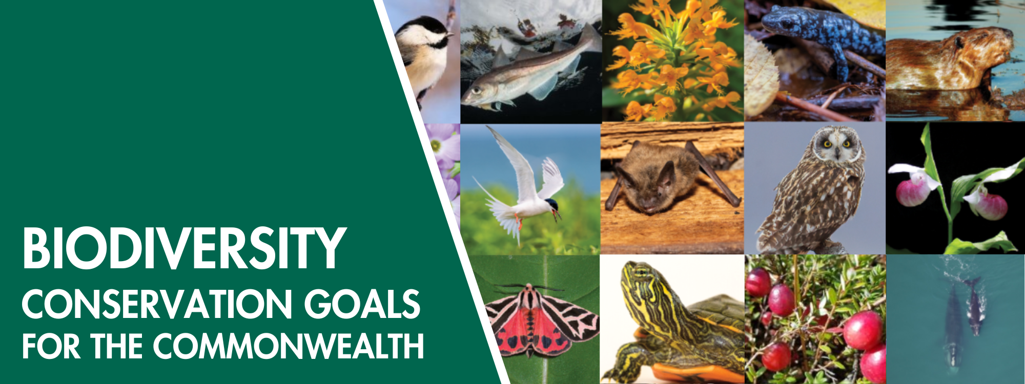 Biodiversity Conservation Goals